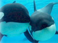 photo of orcas